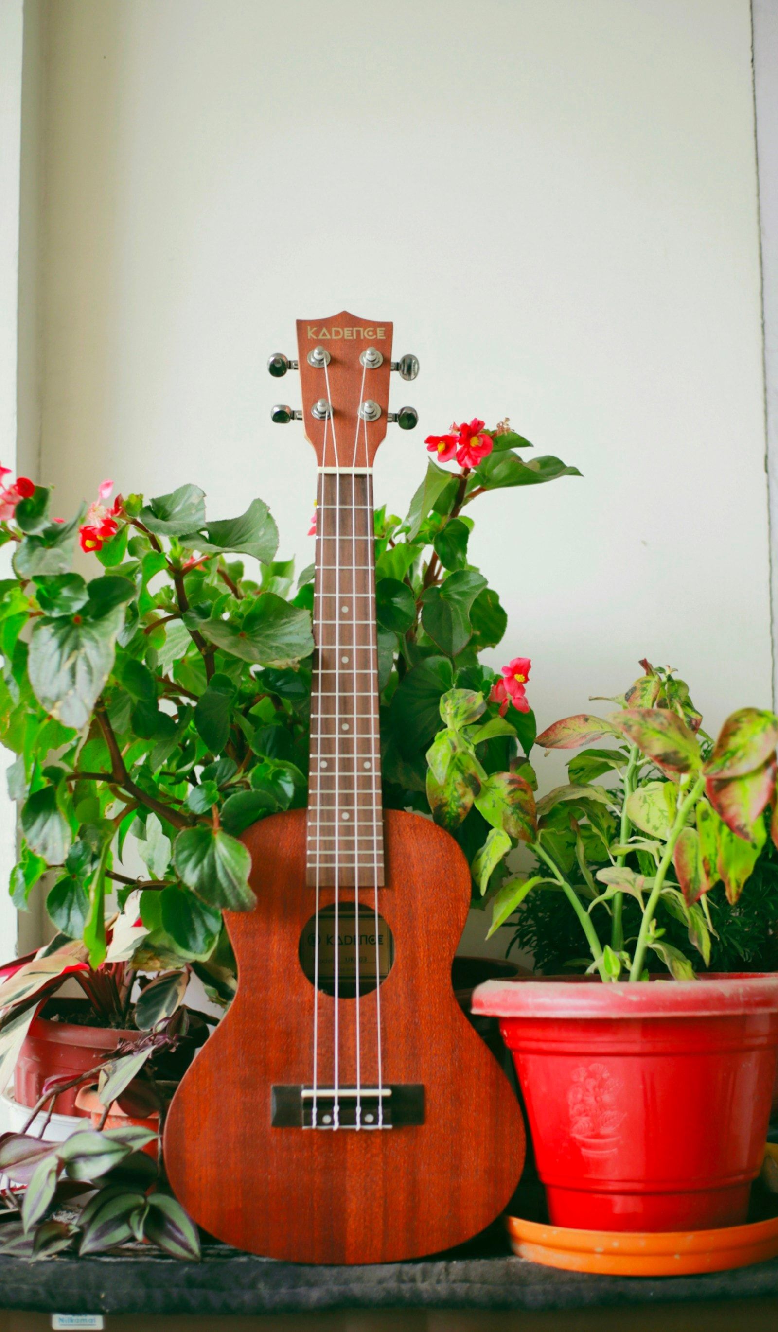 Ukulele de madeira em pé ao lado de vasos de plantas com flores vermelhas.